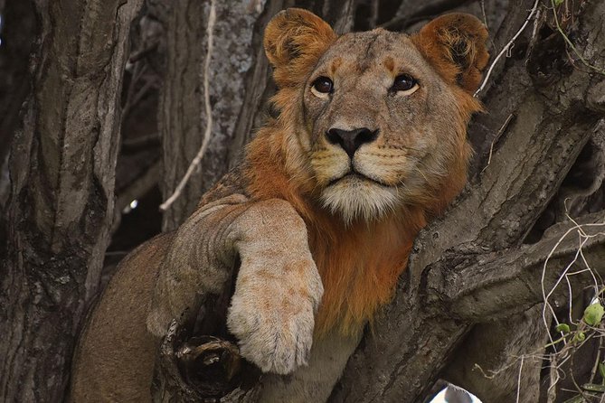 Uganda Gorillas and Game Safari – 10 Days