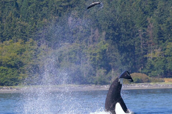 Ultimate Marine Whale & Wildlife Tour