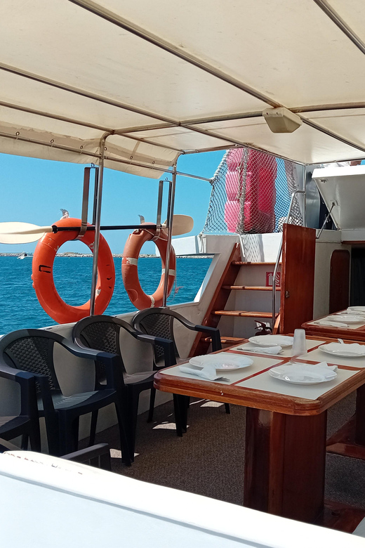 3 Best Dolphin Watching Tours In Umag