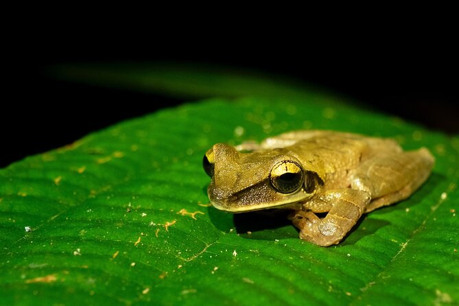 Unforgettable Adventures in the Manu National Park: - Exploring the Core Zone