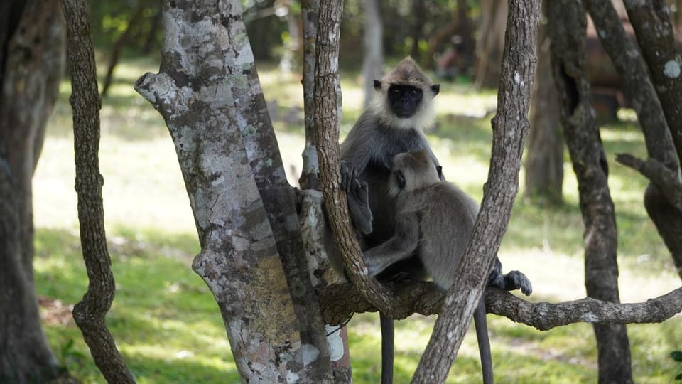 Unforgettable Full Day Kumana National Park Safari With Fun - Overview of the Tour