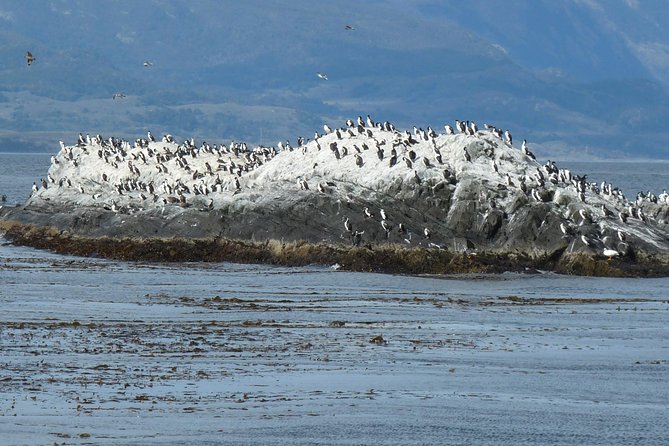 Ushuaia: Beagle Channel Navigation to the Penguinarium