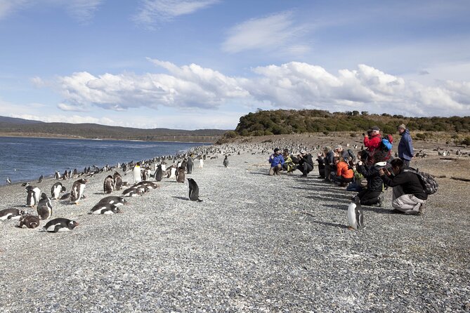 Ushuaia: Beagle Walk Among Penguins Navigation Island of Wolves