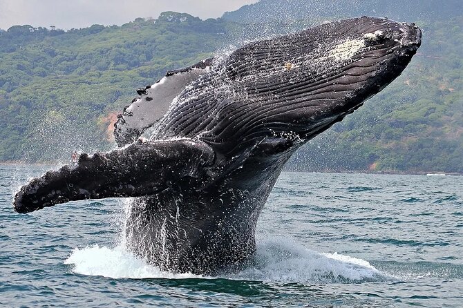 Uvita: Whalewatching Experience in Costa Rica - Customer Reviews