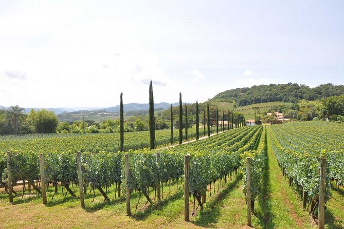 Vale Dos Vinhedos Private Tour From Porto Alegre or Gramado