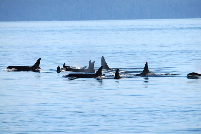 Vancouver Whale Watching Safari - Overview and Experience