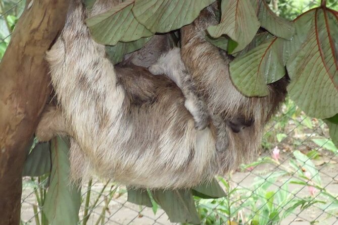 Veragua Rainforest Eco-Adventure & Aerial Tram & Tortuguero Canal