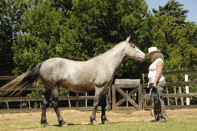 Vibrate Your Horse Heart – Healing With Horses