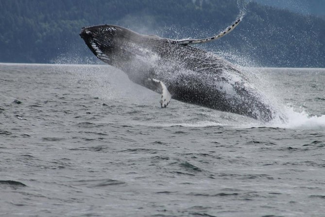 Victoria Shore Excursion: Whale-Watching Cruise With Expert Naturalist Guides - Overview of the Excursion