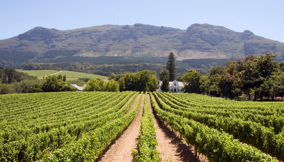 Vineyard Voyages: Cape Town to Stellenbosch - Tour Overview