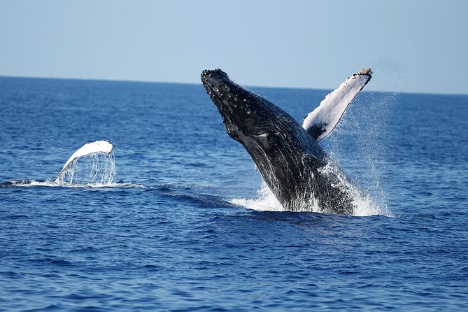 Waikiki Whale Watching Cruise Including Coffee and Donuts