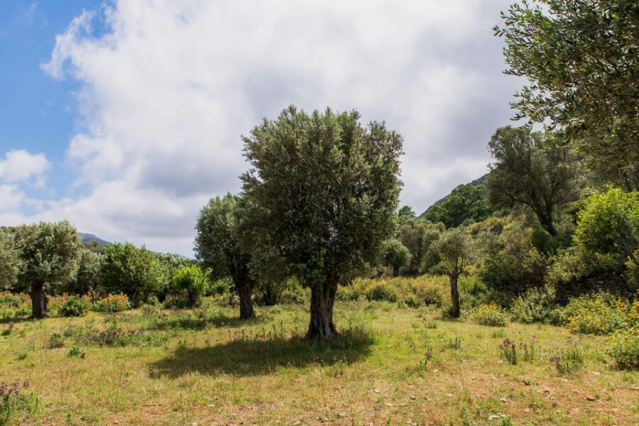 Walk Among the Olive Trees (Private Group Experience)