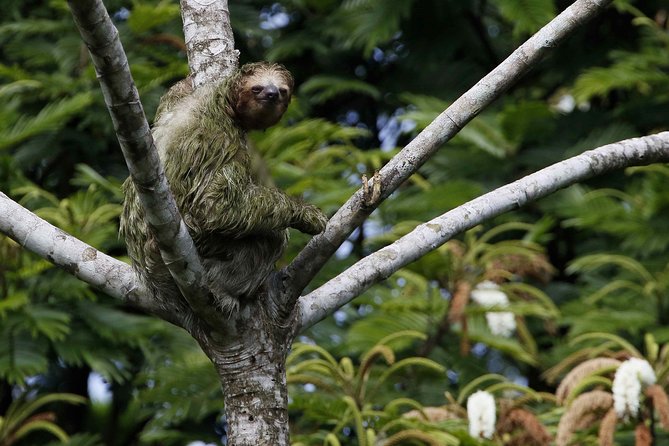 Walk in Monteverde Cloud Forest
