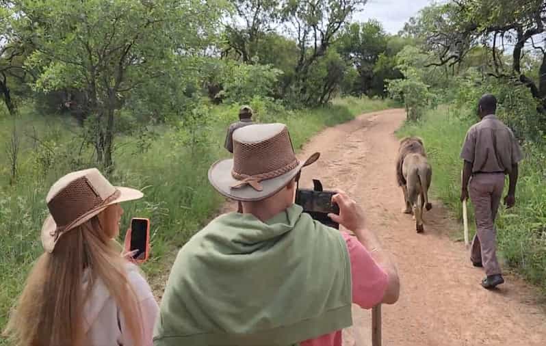 Walk With Lions - Tour Overview and Pricing