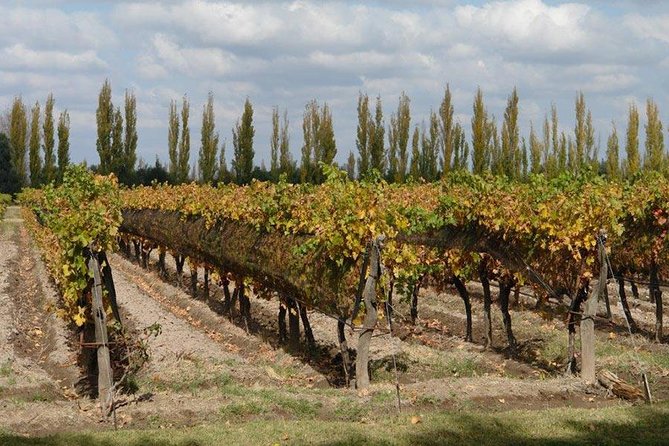 Walking the Wine Roads With Tasting - Tour Overview and Ratings
