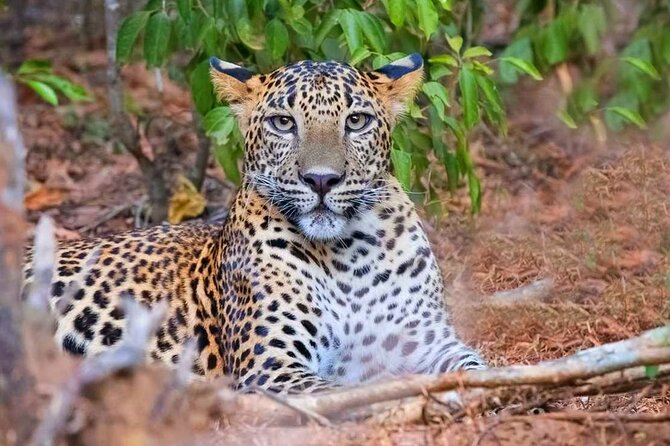 3 Best National Park Tours In Wasgamuwa National Park