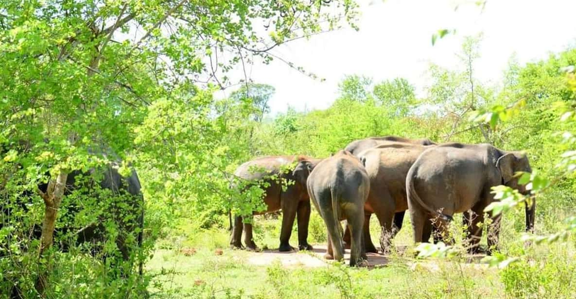 Wasgamuwa National Park Safari (Private Jeep) - Safari Overview