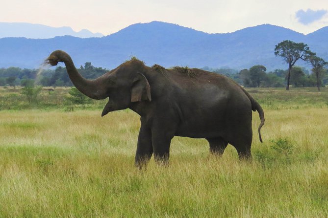 Wasgamuwa National Park Safari