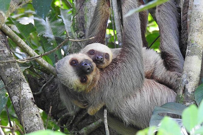 Waterfall, Sloth Expedition, Frogs Blue River Also in Costa Rica and Nicaragua