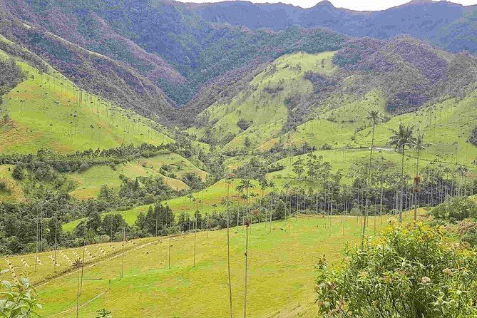 Wax Palms, Salento and Coffee Private Full Day Tour
