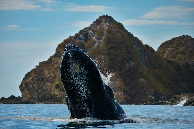 2 Best Dolphin Watching Tours In Central Pacific