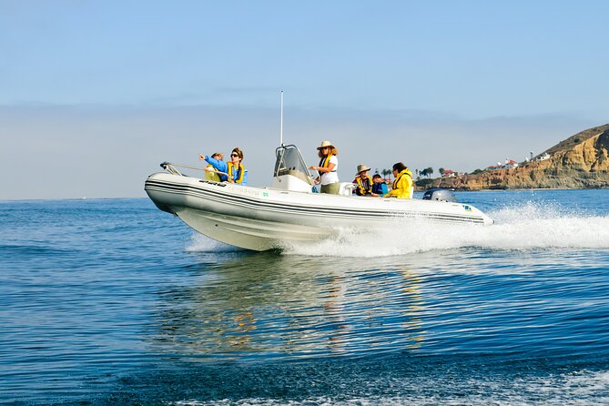 Whale and Dolphin Watching in San Diego