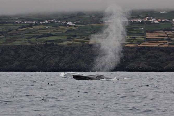 Whale and Dolphin Watching in Terceira Island Review
