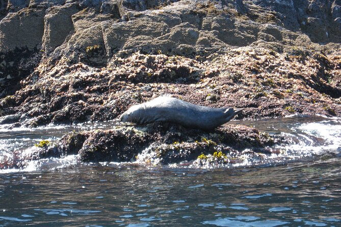 Whale & Dolphin Watching Tour