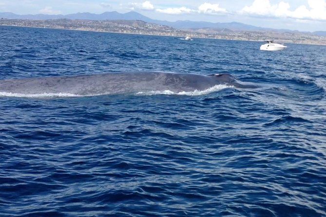 Whale Watching and Fishing Combination Excursions - Overview of the Private Boat Excursion