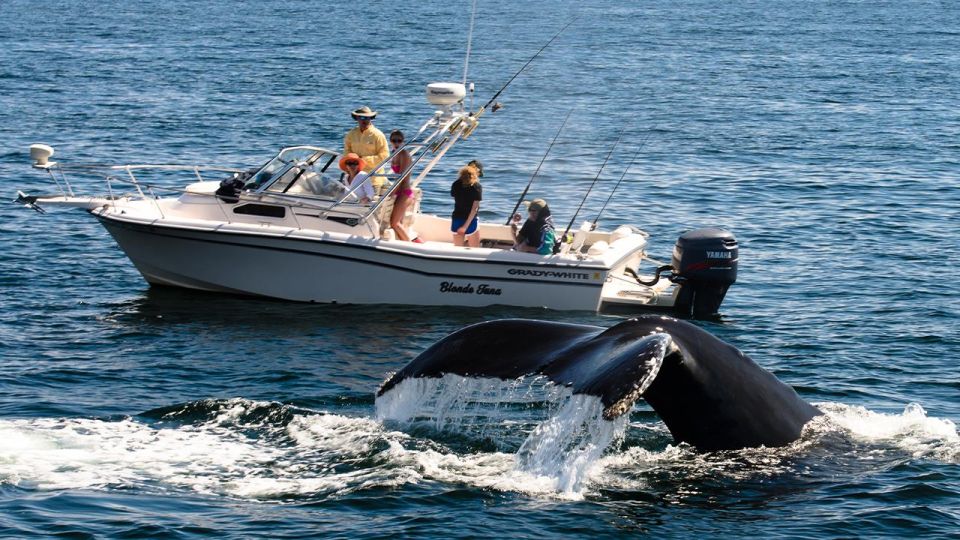 Whale Watching Boat Tour in Trincomalee - Tour Overview