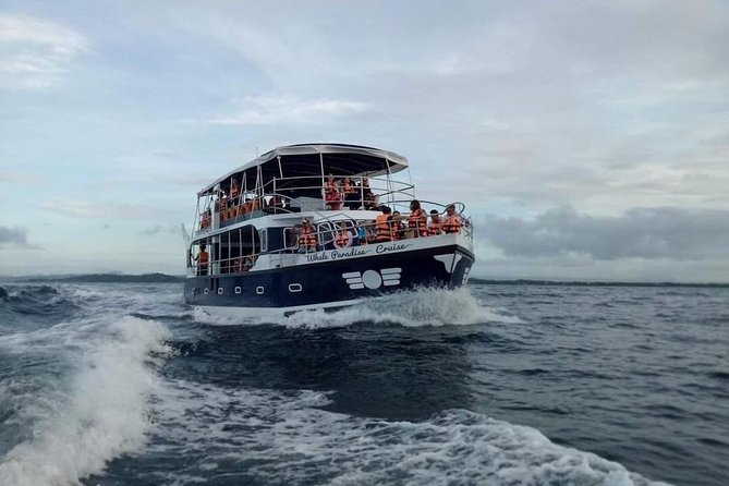 Whale Watching Experience in Mirissa - Overview of the Experience