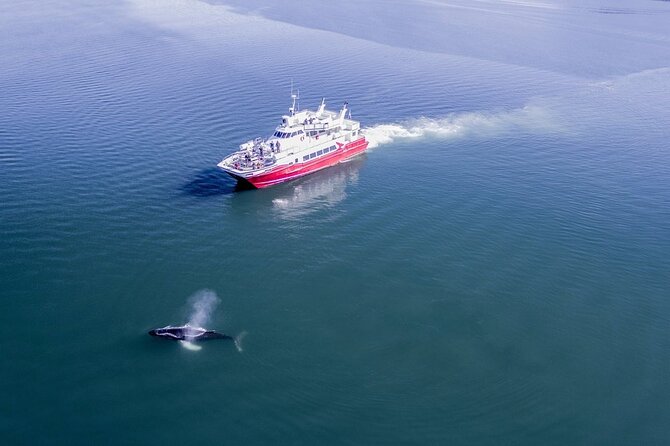 Whale Watching From the Heart of Akureyri