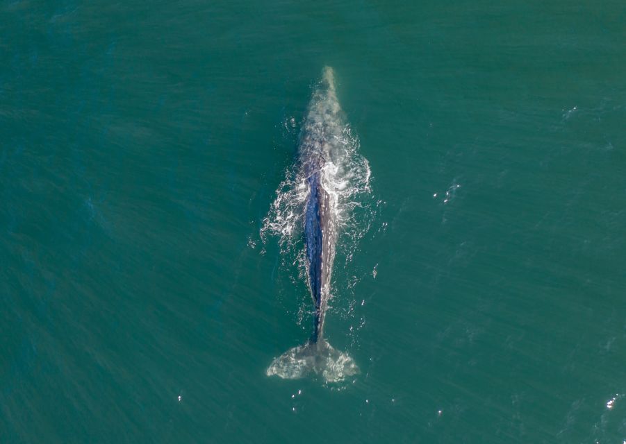 Whale Watching in Trincomalee - Activity Overview