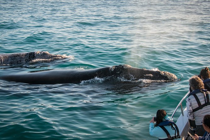 Whale Watching Knysna – Close Encounter Experience Ocean Odyssey