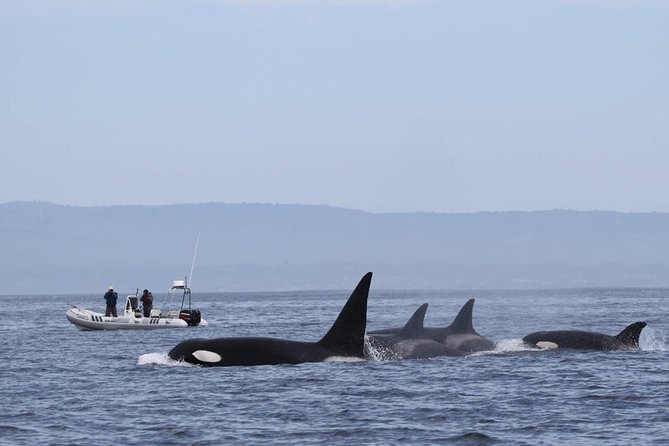 Whale Watching Monterey Bay Semi-Private Limited to 6 People Max - Tour Overview