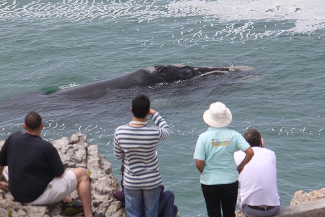 Whale Watching Walking Tours (Land-Based) – From JUNE
