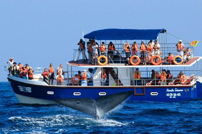 Whales and Dolphins Watching Mirissa