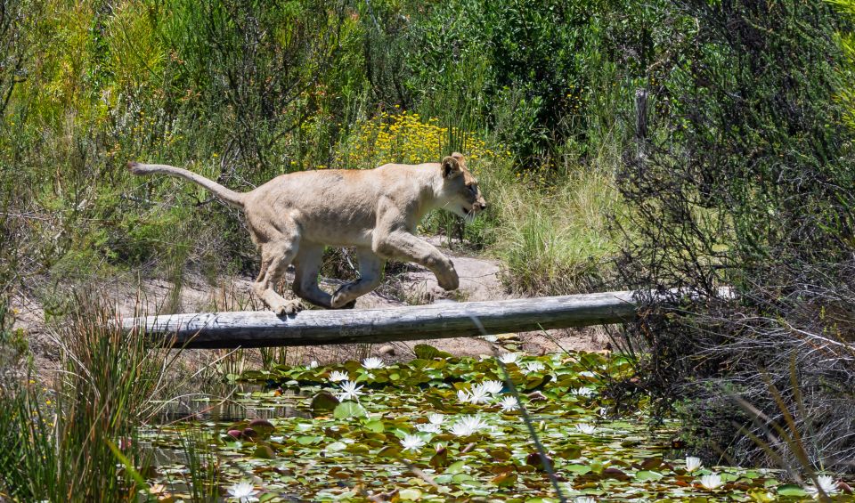 Wild Cat Experience 1-Hour Tour - Tour Overview