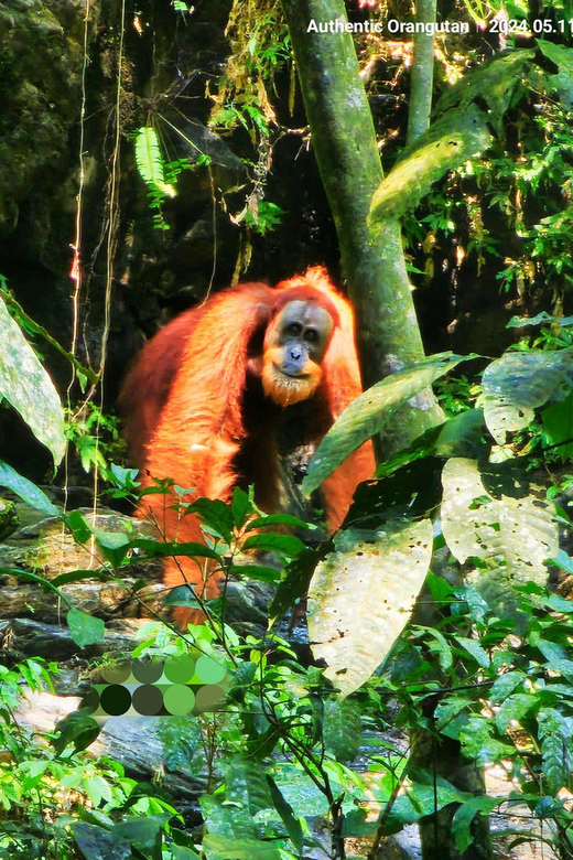 Wild Orangutan Trek: 2-Day Adventure in Gunung Leuser Park - Good To Know