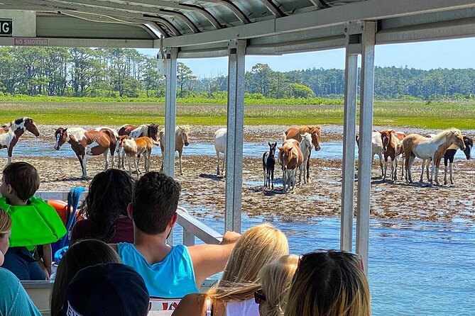Wild Pony Watching Boat Tour From Chincoteague to Assateague
