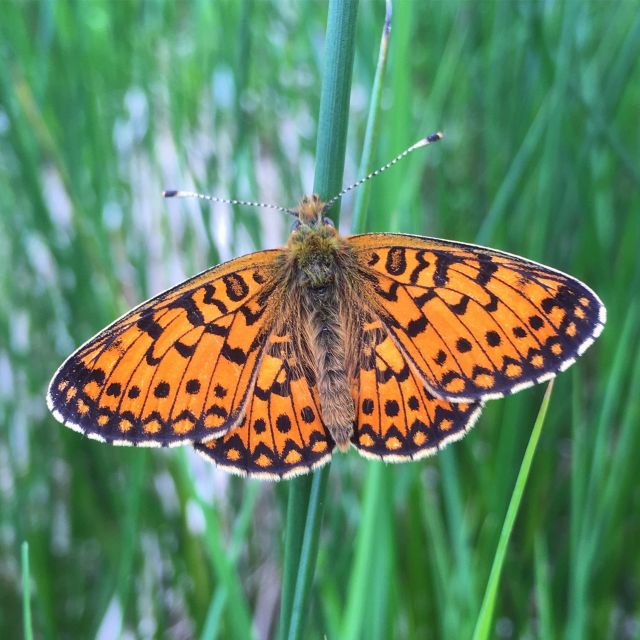 Wilder Skies - Somerset Nature Tours - Tour Overview