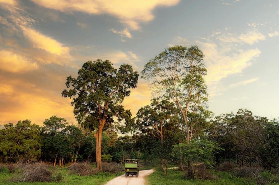 Wilpattu National Park – Full Day Safari (06:00am – 18:00pm)