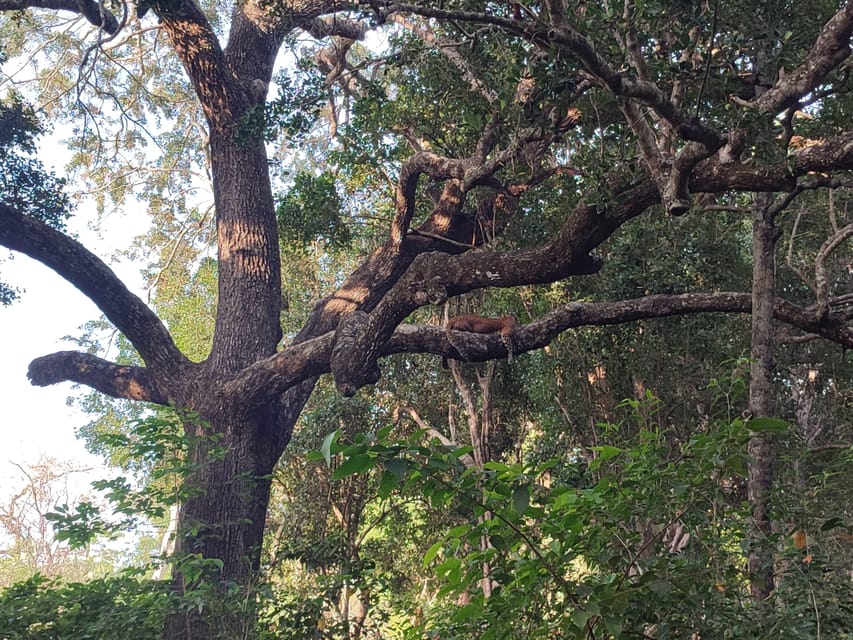 Wilpattu National Park : Full Day Safari (06:00am - 18:00pm) - Overview of the Safari