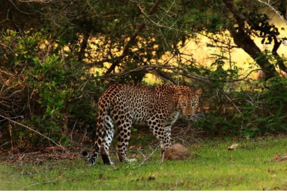 Wilpattu National Park: Morning or Evening Leopard Safari - Safari Overview