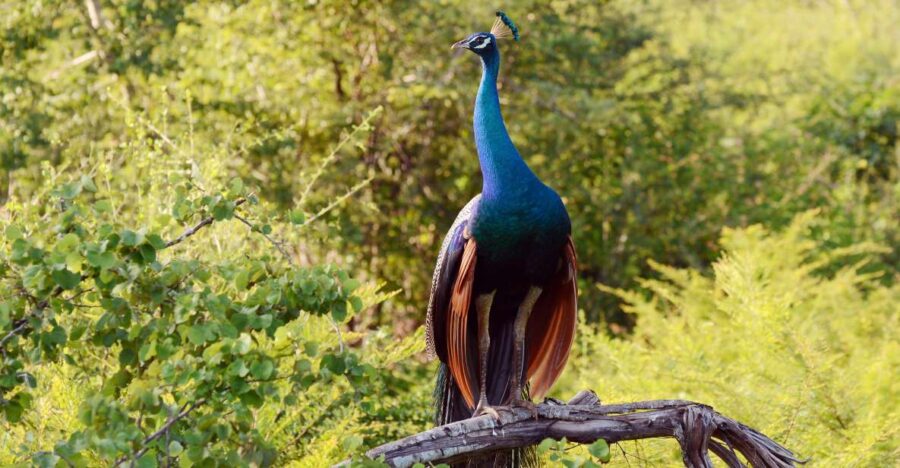 5 Best National Park Tours In Wilpattu National Park