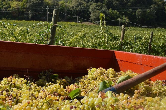 Wine & Food Tour in Sardinia : Small Group