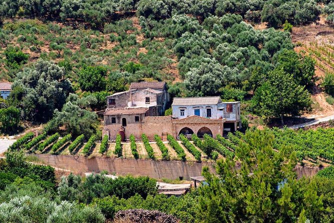Wine & Olive Oil Tasting One Day Private Tour in Crete
