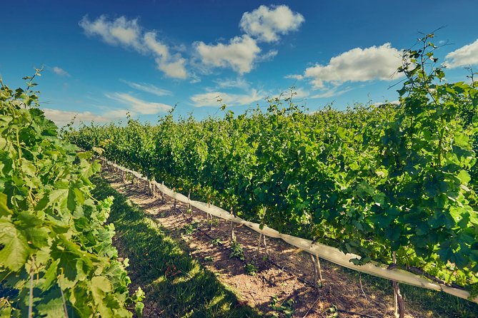 Wine Tasting