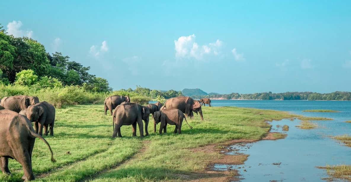 Wonder of Sigiriya Lion Rock and Minneriya Jeep Safari 4x4 - Tour Overview and Pricing