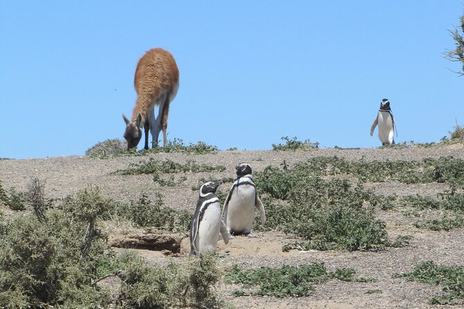 Wonderful Punta Tombo Penguin Rookery Tour for Cruise Passengers